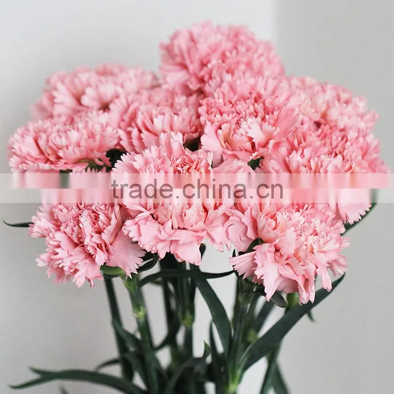 Wholesale fresh flowers pink carnation from China flower base