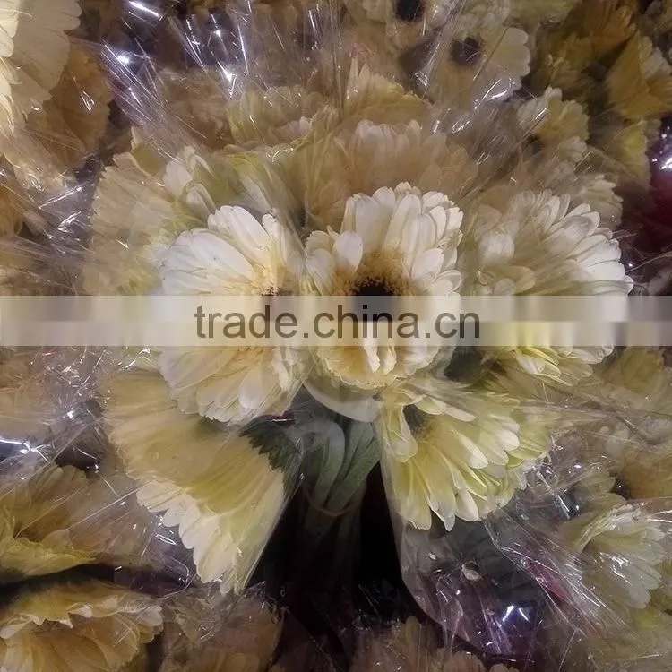 Excellent quality Dalma gerbera suppliers in yunnan province