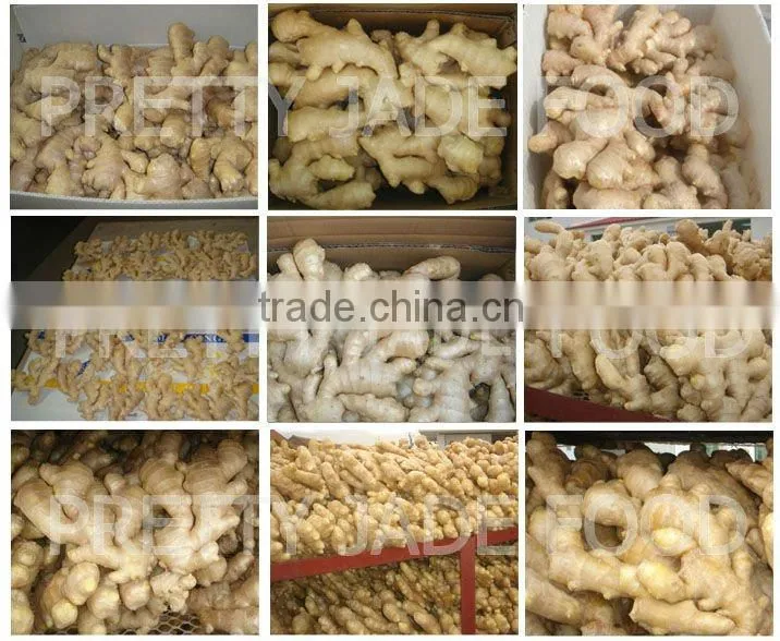 2014 New Crop Fresh Ginger With Dry Skin