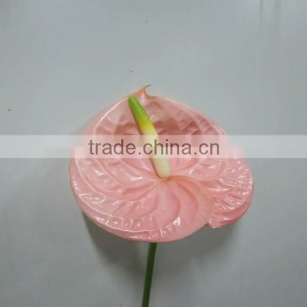 anthurium cut flowers