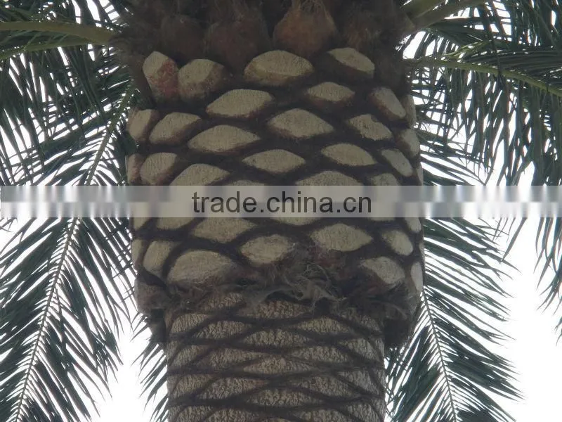 Artificial Canary date palm Tree