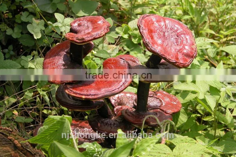 High quality Improve Sleeping Neurasthenia and Insomnia Remedy Ganoderma Slimming Capsule