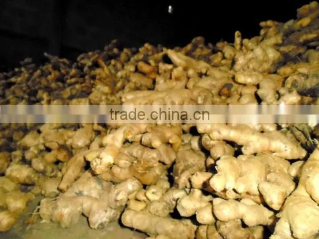 2013 Vietnamese Fresh Ginger