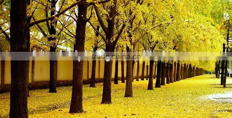 ginkgo biloba fruit tree seedling