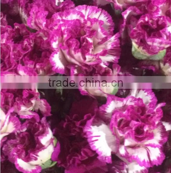 Supply Carnation fresh cut carnation fresh cut flowers
