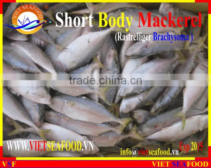 W/R FROZEN SHORT BODY MACKEREL
