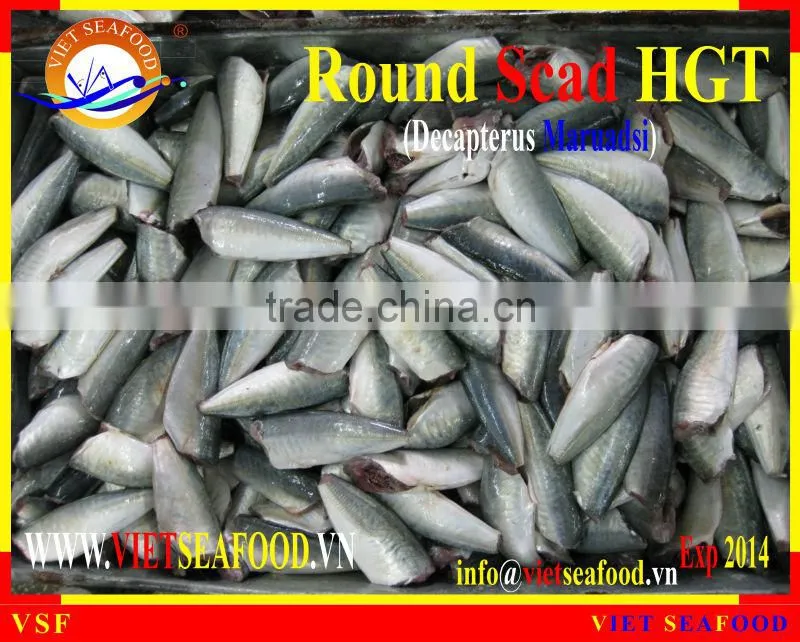 FROZEN HORSE MACKEREL HGT