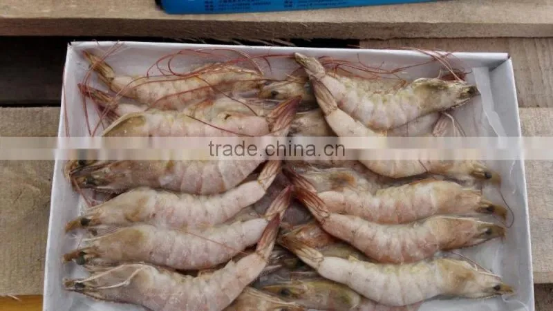 sea frozen vannamei white shrimp