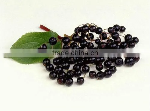 2015 New elderberry /black elderberry extract/black elderberry extract powder