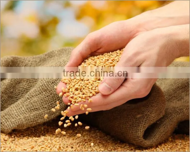 High Quality Cold Press Wheat Germ Oil Price