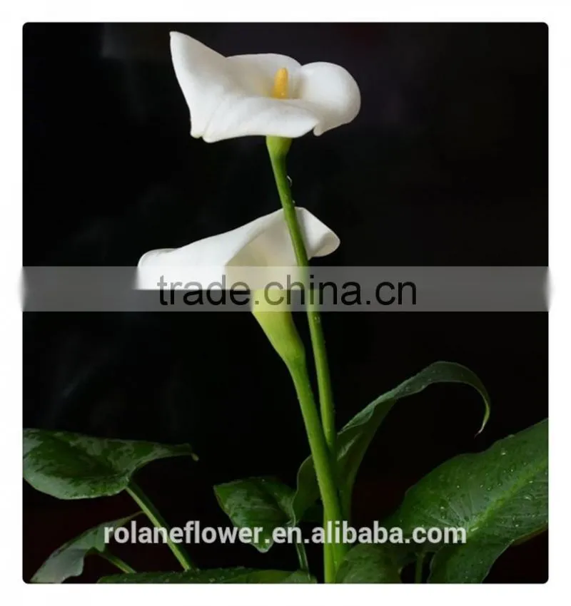 Beautiful Natural fresh cut colorful calla lily flowers for decoration