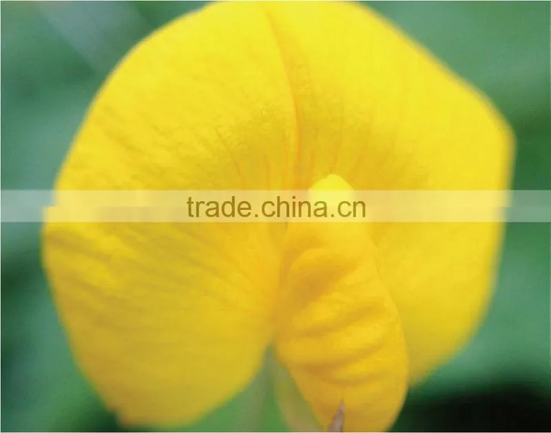 MC20 wholesale china 20X micro lens for lens smartphone