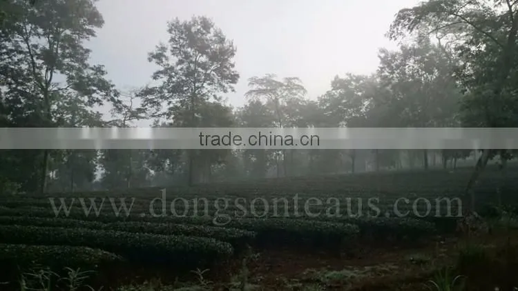 Vietnam high quality Black tea