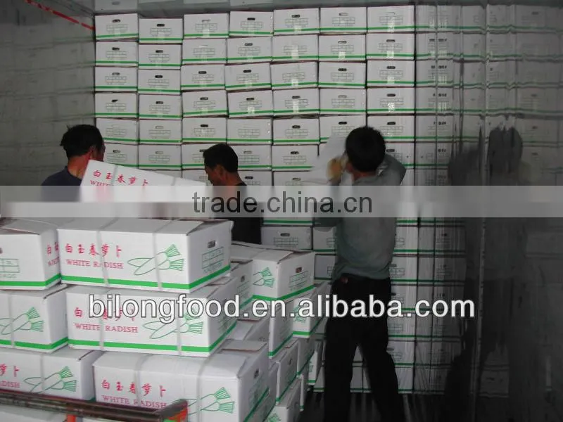 new crop fresh white raddish from china