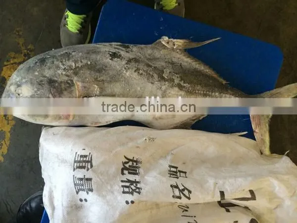 frozen fresh whole round trevally fish for sale