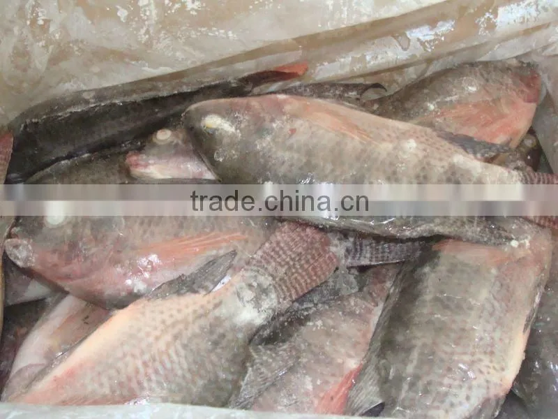 Frozen seafood Tilapia