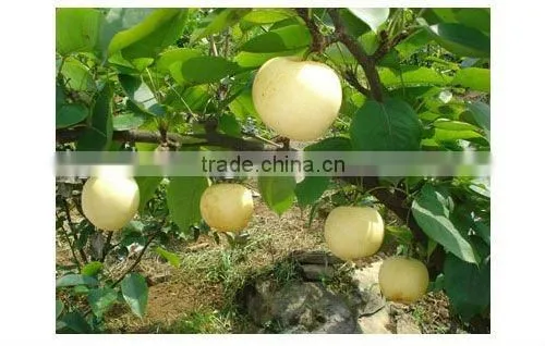 taste best fresh golded pear(white colour)