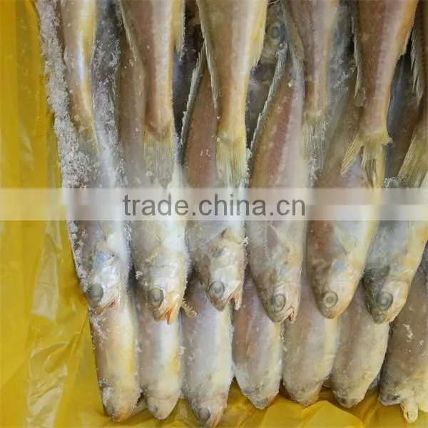 fresh and raw live frozen seafood fish