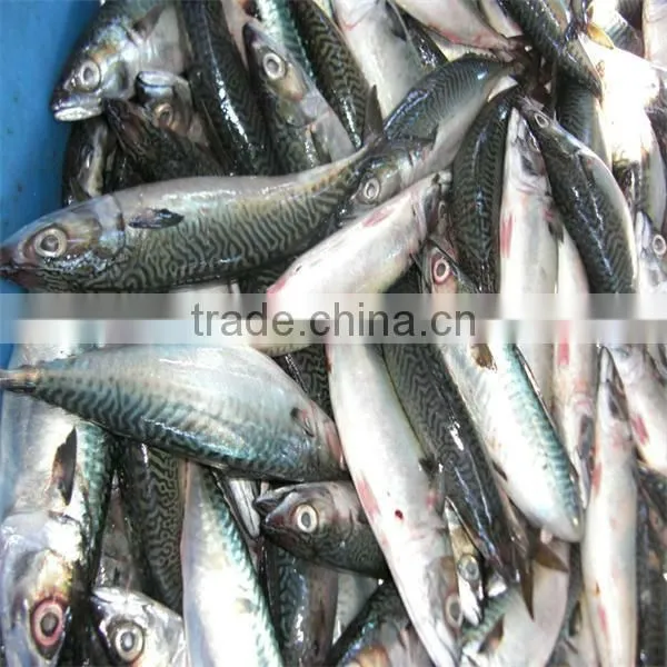 frozen fresh fish
