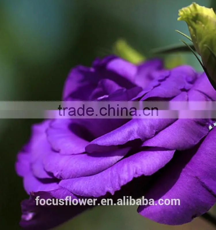 Cut Fresh Purple Eustoma Flowers For Gifts