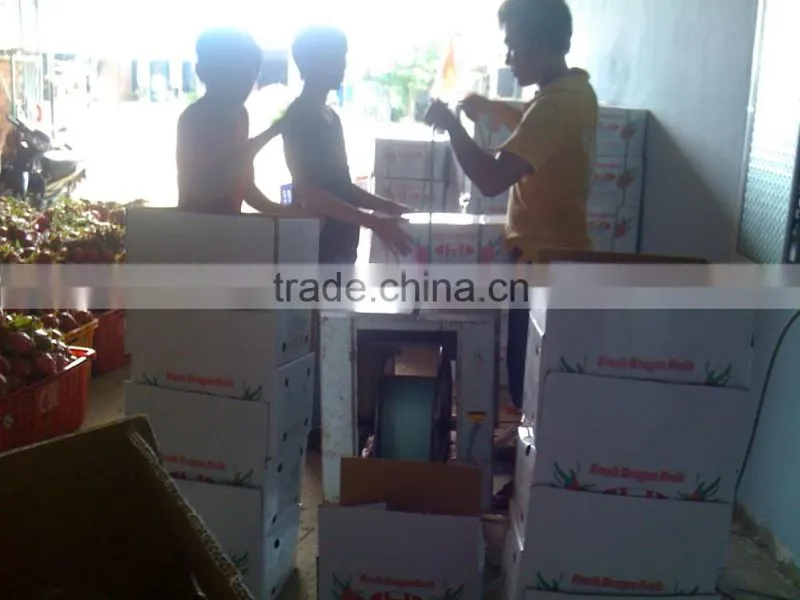 BEST PRICE FRESH DRAGON FRUIT