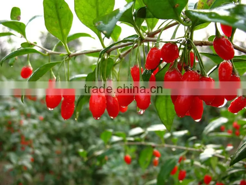 Chinese herbal oil 100 Pure and Natural Gouqi oil