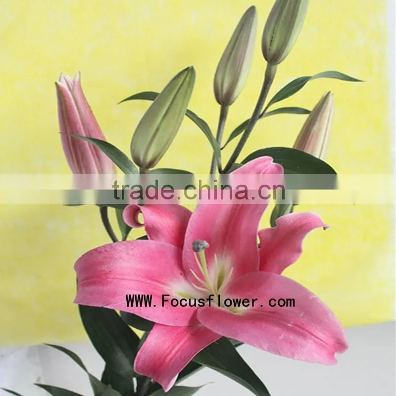 Reasonable Price Spray Lily Natural Flowers With 1.7~3.5KG/Bundle Tiger Lily Silk Flowers Blue Named As Fresh Cut Lily Robina Fr