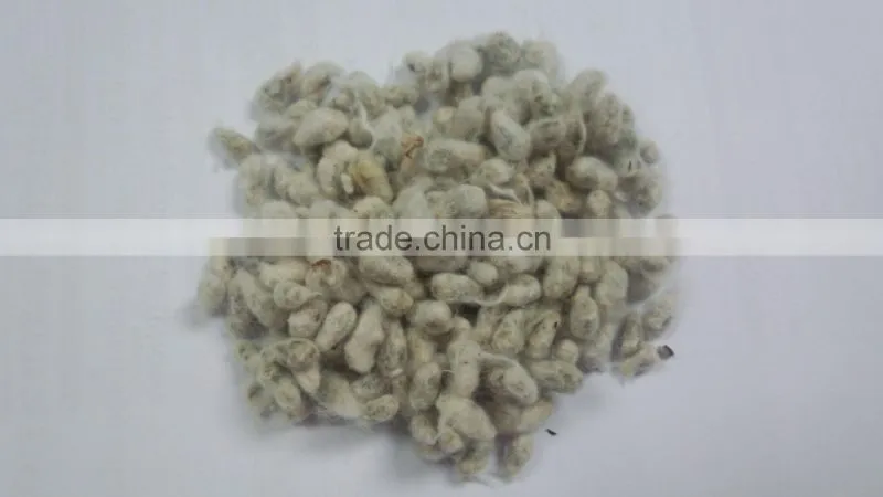 COTTON SEED FOR ANIMAL FEEDING