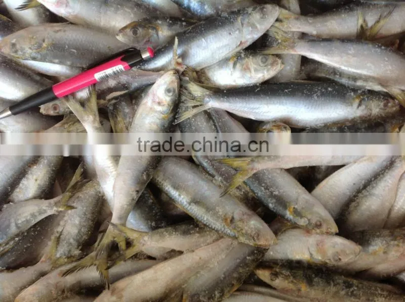 good quality whole round sardine 20-30pcs/kg in 2016