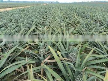 BEST SELLING VIETNAM CANNED PINEAPPLE CHUNKS / SLICES IN SYRUP (20oz/580ml and 30oz/850ml)