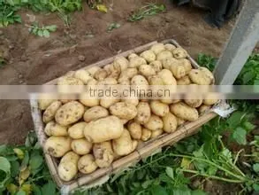 Fresh Healthy Yellow Potato For Sale