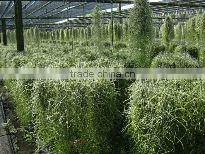 Spanish moss
