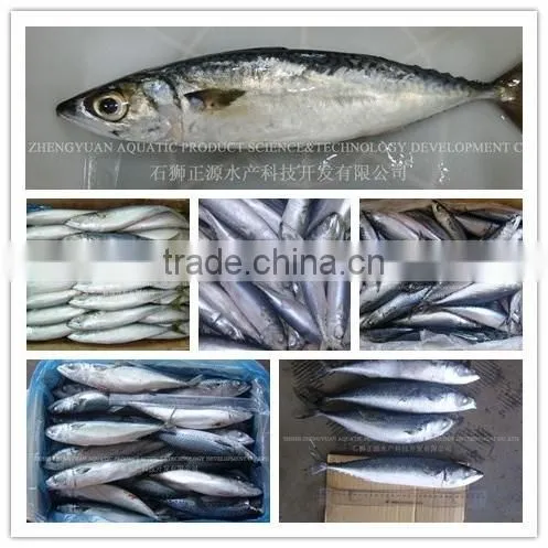 Frozen Pacific Mackerel seining catching