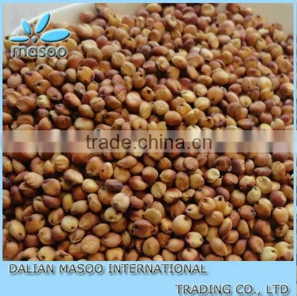 New Crop Sweet sorghum seed 2013