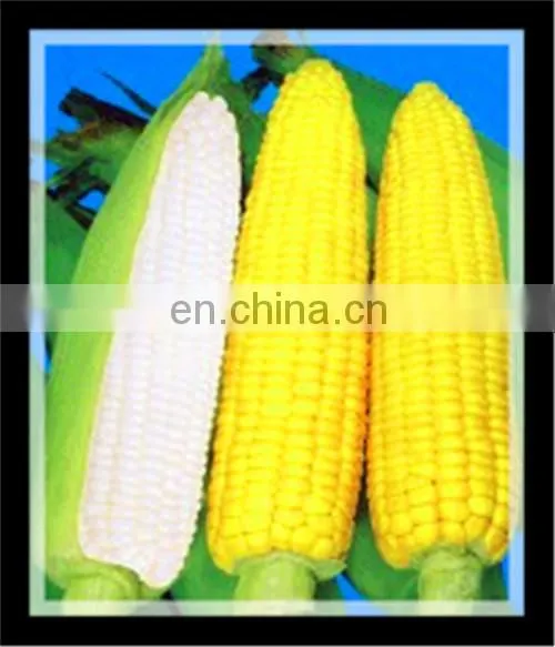 Automatic sweet canned corn processing production line