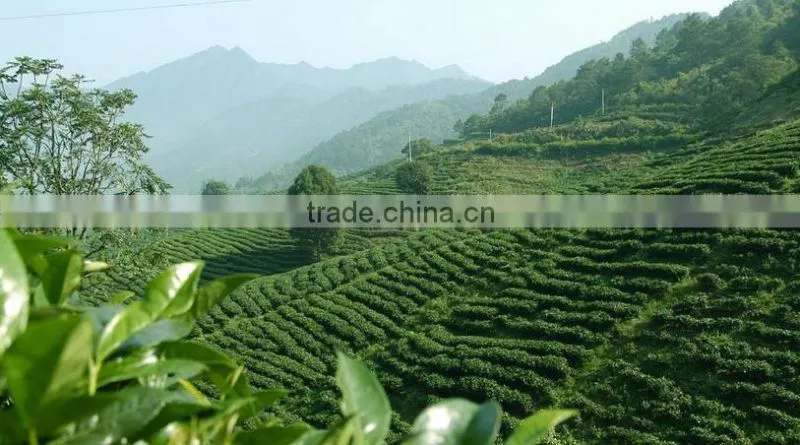 USDA certified factory organic matcha green tea powder japan from china ORIENTAL TEA APPLIED AND RESERCH INSTITUTE