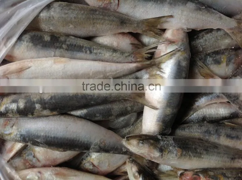 Frozen food WR sardine fish 8-10pcs/kg for canning