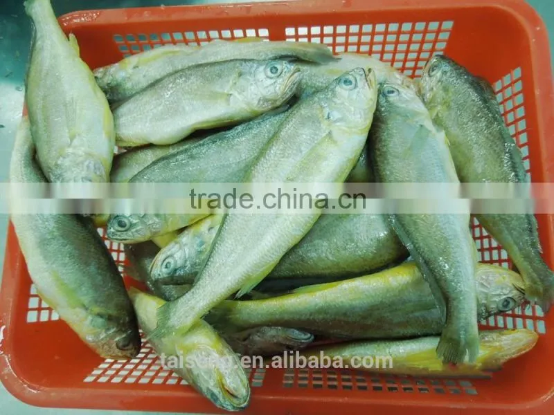 Frozen Yellow Croaker 100 to 200 gram