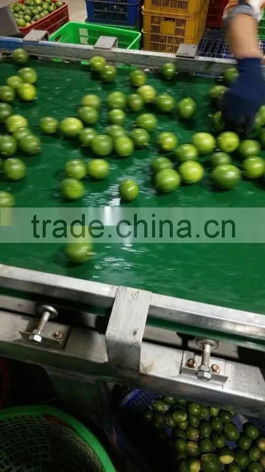 Fresh Lime / Lemon Vietnam