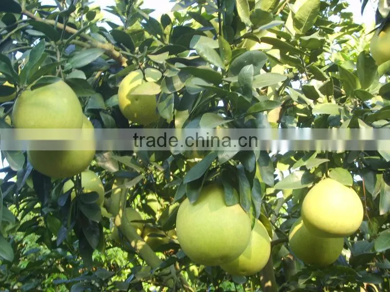 Chinese Fresh honey pomelo low price