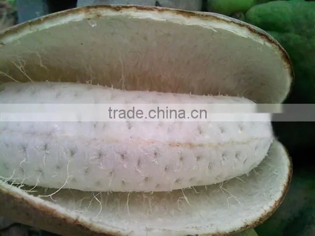 High Quality Rare Fruit Tree Seeds For Planting Holboellia latifolia Wall Seeds