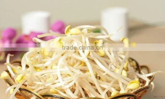 Automatic bean sprout machine