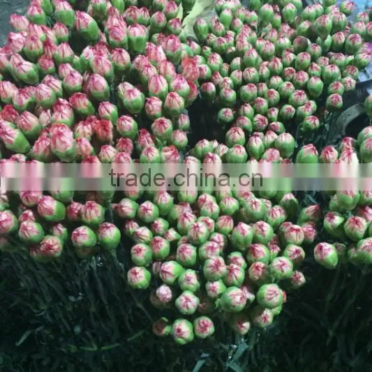 Supply Carnation fresh cut carnation fresh cut flowers