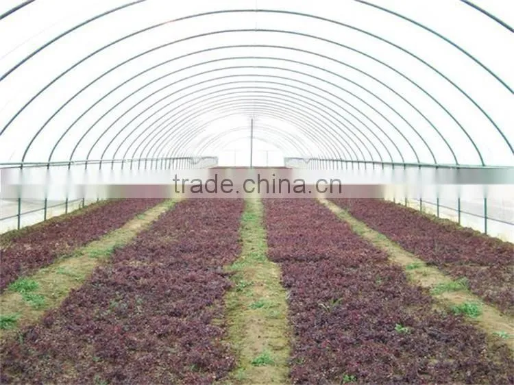 Professional Tunnel Greenhouses For Vegetable Planting