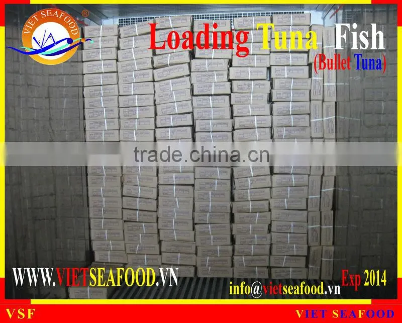 LOADING WHOLE ROUND BULLET TUNA