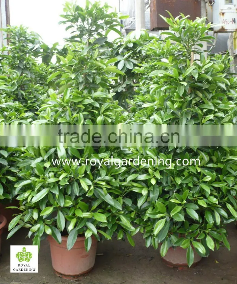 Stephanotis floribunda(Floradora,Madagascar Jasmine,Wax Flower)