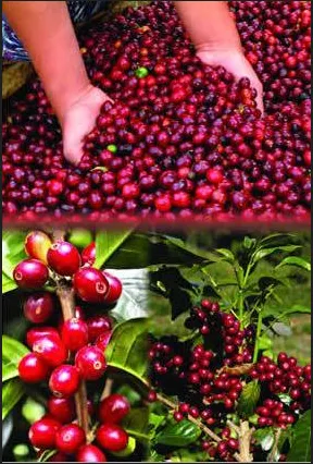Ivory Coast Wholesale Fresh Coffee Beans Peeler /peeling Cocoa Sheller Machine