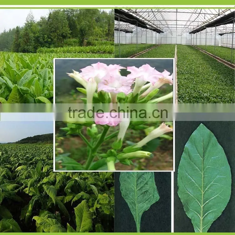 Hight Efficient Compound Microorganism Bacterium Agent Drip Irrigation Liquid Fertilizers
