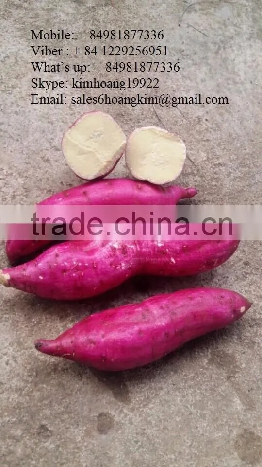 Export fresh sweet potato, good price/ HKVIMEX