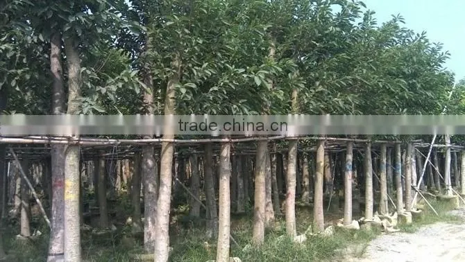 Ficus altissima